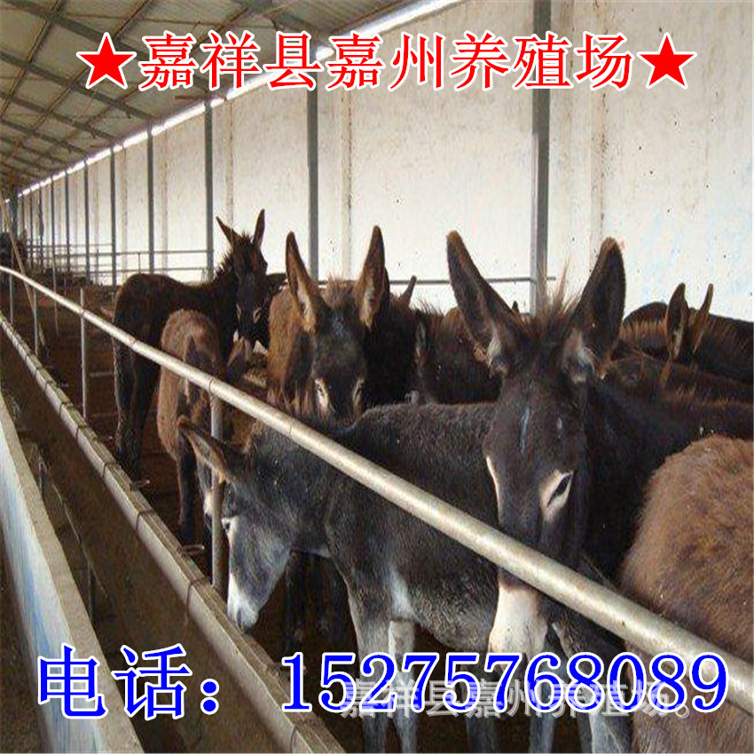 山东省嘉州牧业种畜综合养殖场占地面积900亩,现存栏毛驴9000余头,多次被评为“毛驴繁育推广基地”、“毛驴保种育肥基地”等称号。毛驴是草食家畜,耐粗饲、适应性好,抗病力强,易管理,易繁殖,育成时间短,放牧及圈养均可,很适合农民饲养。养驴所用的饲料来源广泛,价格极低,即使牧草不足,也可充分利用秸秆、粮食下脚料等做饲料。驴分肉驴、种驴和役驴三种。驴肉在北京、天津、上海、太原、石家庄、锦州、哈尔滨、沈阳、大连等国内市场畅销不衰,同时外贸出口一直看好。一头肉驴售价