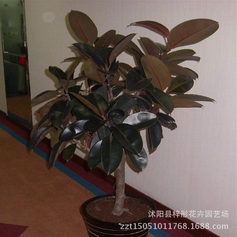橡皮树,别名:橡胶树、巴西橡胶,拉丁文名:Hevea brasiliensis (Willd. ex A. Juss.) Muell. Arg. 大戟科、橡皮树属的大乔木。橡皮树主干明显,少分枝,长有气根。单叶互生,叶片长椭圆形,厚革质,亮绿色,侧脉多而平行,幼嫩叶红色,叶柄粗壮;橡皮树观赏价值较高,是著名的盆栽观叶植物。极适合室内美化布置。中小型植株常用来美化客厅、书房;中大型植株适合布置在大型建筑物的门厅两侧及大堂中央,显得雄伟壮观,可体现热带风光。