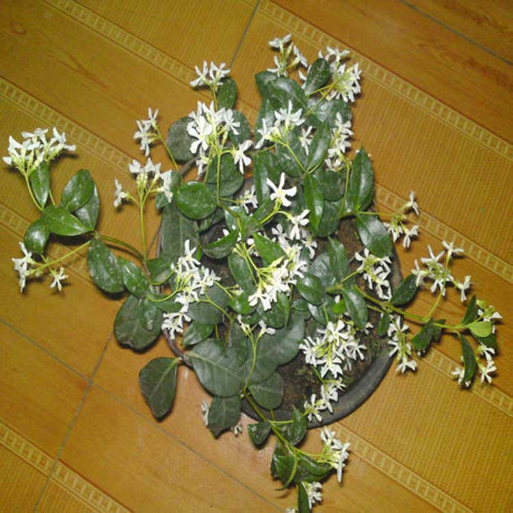 金丝茉莉 又名银丝茉莉茉莉科多年生木本植物,原产美洲地带,现分布于我国大部分地区.多年生木本植物,毛细根多生,枝条多分枝而散开的藤条,条长而有点下垂,花开白色,又名银丝茉莉,花浓香,花期5-10月,花期很长,连续开放。 植物形态 毛细根多生,枝条多分枝而散开的藤条,条长而有点下垂,花开白色,又名银丝茉莉,花浓香,花期5-10月,花期很长,连续开放 景观用途 金丝茉莉花色丰富,形态奇特,可散植或丛植花境,林缘,草坪周围.