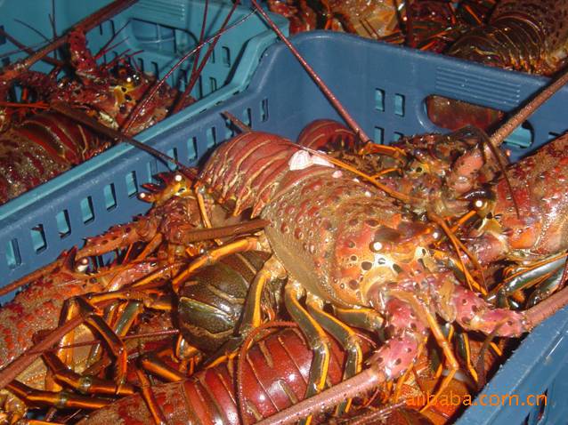 供应国外农产品鲜活红龙虾spiny lobster
