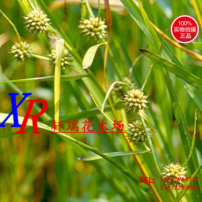 金鱼藻苗,矮蒲苇,水蜡烛,水葫芦,蜘蛛兰,细斑茅,海寿花,细叶芒,斑叶芒图片