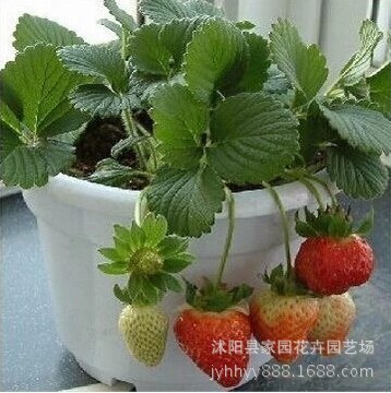 室内盆栽可以种植哪些水果或蔬菜