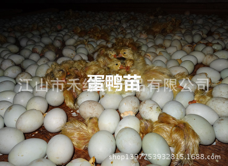 浙江省江山市禾绿农产品有限公司供蛋鸭苗