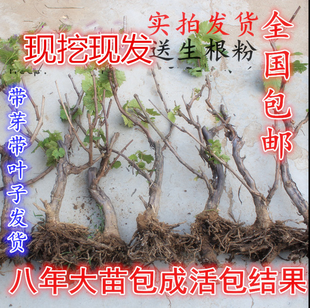 本基地主要供应: 绿篱色块类: 龙柏、金叶女贞、大叶黄杨、小叶黄杨、红叶小檗、红叶石楠、金叶莸、红帽月季、黄帽月季、丰花月季、洒金柏、剑麻、红叶女贞、水腊、蔷薇、迎春、连翘、金丝桃、海桐、石榴、红天竹、雪松、蜀桧、地柏、扶芳藤、木绣球等。 花卉盆景类: 桂花、腊梅、木香、金桔、牡丹、含笑、玉兰、米兰、红枫、棕竹、蓝天竹、佛肚竹、五针松、佛手、 发财树、红梅、贴梗海棠、垂丝海棠、日本海棠及各式树桩山水盆景等。 行道树类: 高杆女贞、樱花、紫荆、紫薇、广玉兰、白玉兰、紫玉兰、黄玉兰、银杏、法桐、紫叶桃、碧桃、